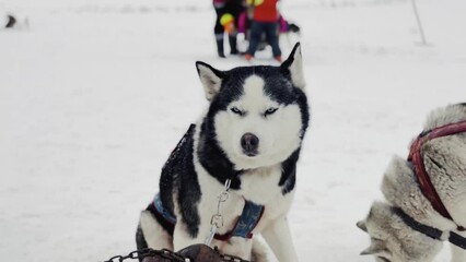 Wall Mural - A black and white dog is sitting on a sled with a chain around its neck. The dog appears to be sleepy and uninterested in its surroundings