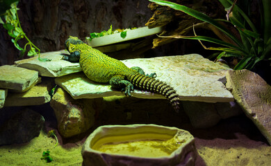 Wall Mural - Detail of green Uromastyx acanthinura lizard.