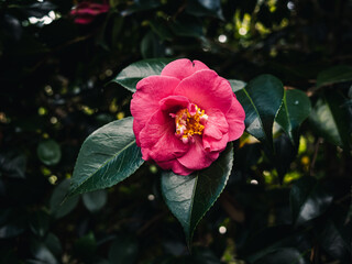 Wall Mural - Camellia flower