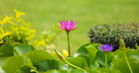 Poster - Beautiful purple flower in a tropical garden