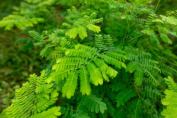 Wall Mural - Green leaves on a tree branch in the park