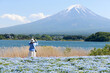 © LT - blossom of Nemophila or Baby Blue Eyes flower with the background of Mt fuji
