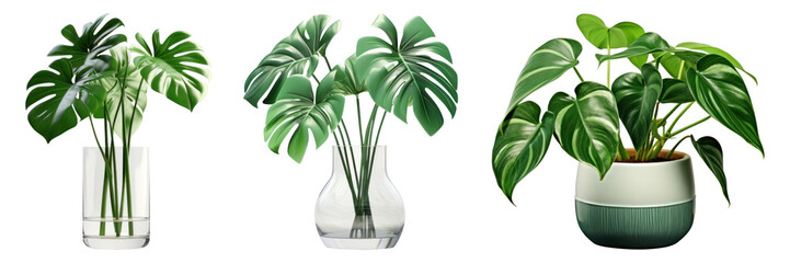 Poster - Monstera tropical palm leaves in a vase