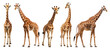 © Rawpixel.com - Giraffe standing png on transparent background