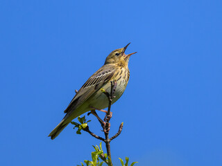 Poster - A Tree Pipit sitting on a twig