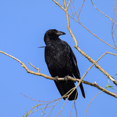 Poster - A carrion crow sitting on a small branch