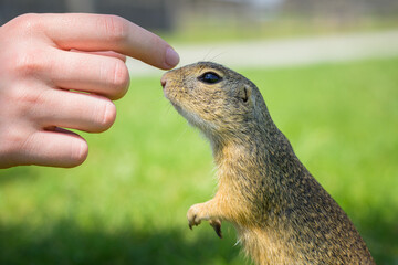 A European ground squirrel in a meadow in spring