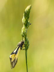 Wall Mural - sulphurous ascalaphe on a blade of grass in a meadow