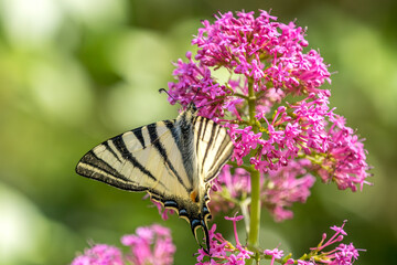 Wall Mural - A flambé picks a Japanese spirea in a garden