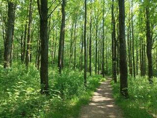  Talsa park during sunny summer day. Oak and birch tree woodland. Sunny day with white and gray clouds in sky. Bushes and small are growing in woods. Nature. Talsos parkas.