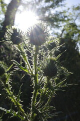 Canvas Print - Vegetation in an urban park close to Bilbao