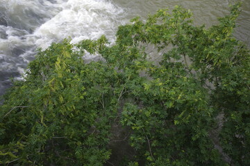 Wall Mural - River and trees