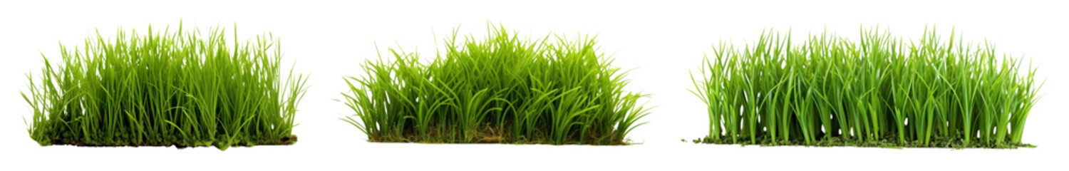 Wall Mural - Grass png element set on transparent background