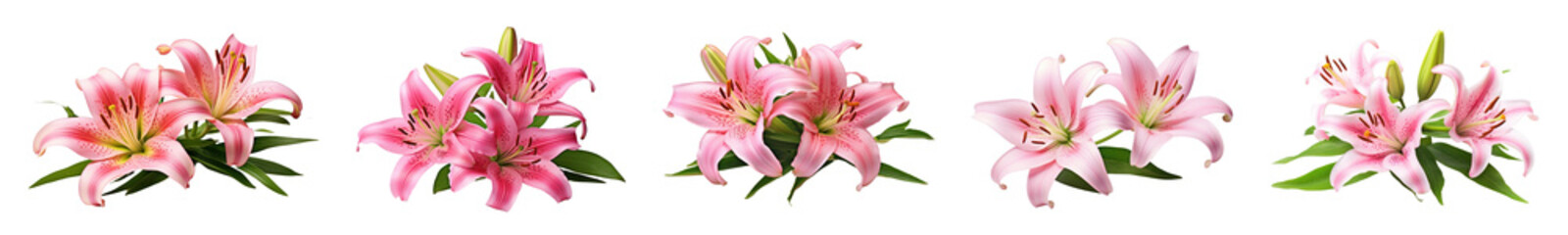 Wall Mural - lily flower png element set on transparent background