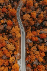 Canvas Print - Aerial Shot of Lonely Road Through Autumn Woods