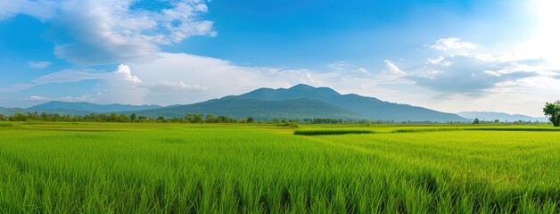 Sticker - Panoramic View of Lush Green Rice Fields Mountain Background