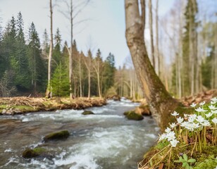 Poster - river in the forest