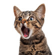 © fotogurmespb - Surprised tabby cat with wide eyes and open mouth, isolated on a transparent background, perfect for pet care concepts and National Cat Day promotions