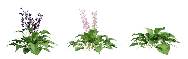 Fototapete - Set of Hosta (Plantain Lily) plant isolated on transparent background. 3D render.
