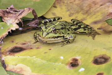 Canvas Print - European dark-spotted frog viewed from the front