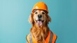 © Suwanlee - A golden retriever dog wearing an orange hard hat and a yellow reflective vest is looking at the camera with a happy expression on its face.