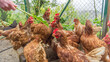 © Wirestock - Group of chickens gathered closely in a pen