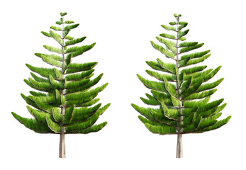 Aufkleber - Norfolk island pine tree isolated on transparent background. 3D render.
