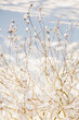 © fStop - Anemone in Snow