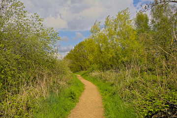 Wall Mural - Hiking trail along wetlands with reed and fresh green forest on a sunny spring day in Blaasveldebroek nature reserve, Willebroek, Belgium 