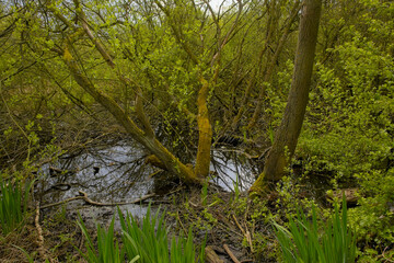 Wall Mural - forest swamp in Blaasveldebroek nature reserve, Willebroek, Belgium 