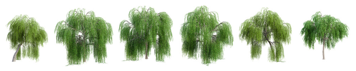 Aufkleber - Set of weeping willow tree isolated on transparent background. 3D render.