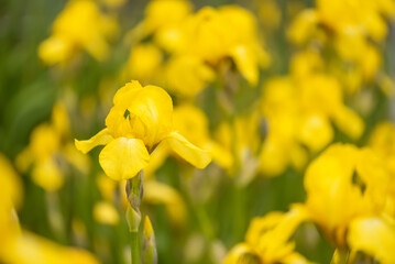 Wall Mural - yellow irises flowers outdoors. selective, soft focus. beautiful summer nature background.