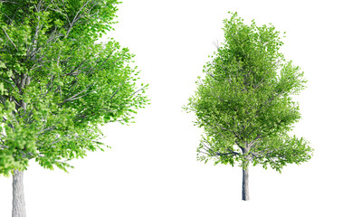 Poster - bradford pear - pyrus calleryana tree isolated on transparent background with selective focus close-