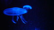 © 1178 - 水族館のクラゲ