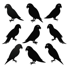 Wall Mural - Set of conure birds animal Silhouette Vector on a white background