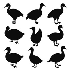 Wall Mural - Set of coot animal Silhouette Vector on a white background
