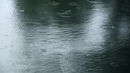 Wall Mural - raindrops creating circular ripples on a calm body of water during gentle rainfall