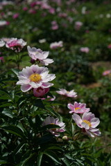 Wall Mural - Faint Pink Flowers of Peony in Full Bloom