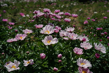 Wall Mural - Faint Pink Flowers of Peony in Full Bloom