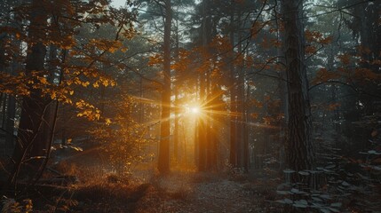 Poster - Sunlight shining through trees in a peaceful forest setting. Ideal for nature and outdoor themed designs