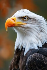 Poster - A detailed close up of a bald eagle's head, suitable for various projects