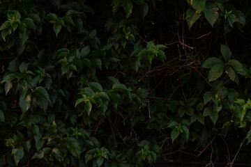 Aufkleber -  Artificial green leaf background