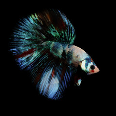 Wall Mural - Betta fish are one of the most different and beautiful creatures in the aquatic world. Black background.