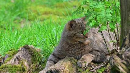 Wall Mural - European wildcat / wild cat (Felis silvestris silvestris) resting and looking around in meadow / pasture at forest’s edge