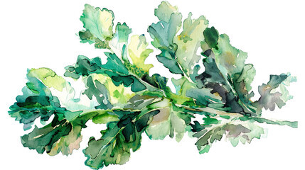 Wall Mural - watercolor_kale_on_white_background