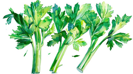 Wall Mural - watercolor_celery_the_white_background