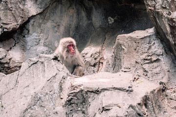 Wall Mural - monkey with mouth open and tongue out, perched on rocks.