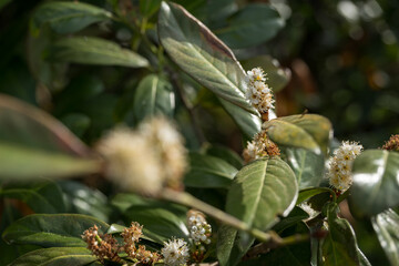 Canvas Print - Buckthorn - white flowers and green leaves.