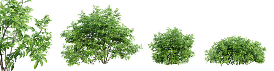 Fototapete - Set of black lace bush isolated on transparent background with selective focus close-up. 3D render.