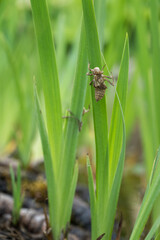 Sticker - A dragonfly moth on a green iris leaf.